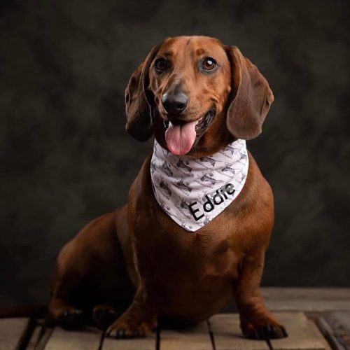 Eddie the Dachshund of Filing Fortress storage company